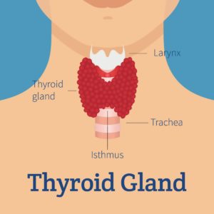 Thyroid Gland Illustration Trachea Larynx - ATS