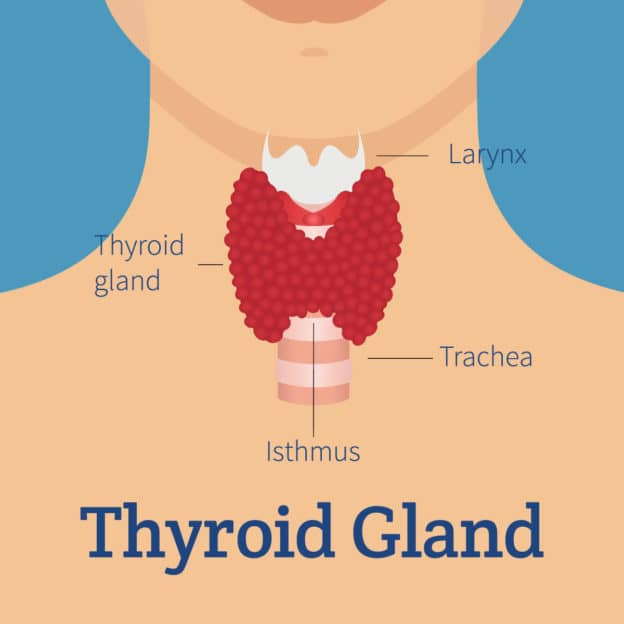 How Alcohol Abuse Affects Thyroid Function: Breaking It Down